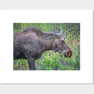 Moose Portrait Posters and Art